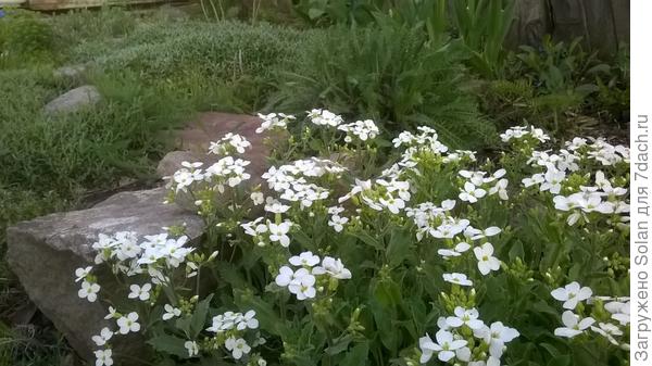 это ведь он?