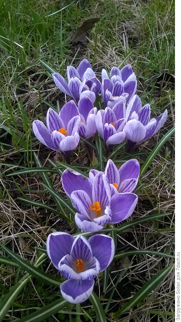 Катя, пусть весна для тебя наступит немного раньше! Поздравляю с огромным удовольствием))))!