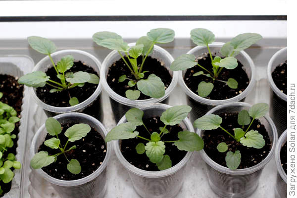 рассада виолы