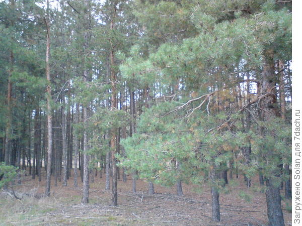 видно, что сосны растут рядами. Но, по-секрету, я однажды умудрилась и в таком заблудиться)))).
