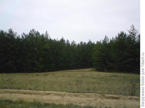 издалека кажется, что прям ЛЕС)))