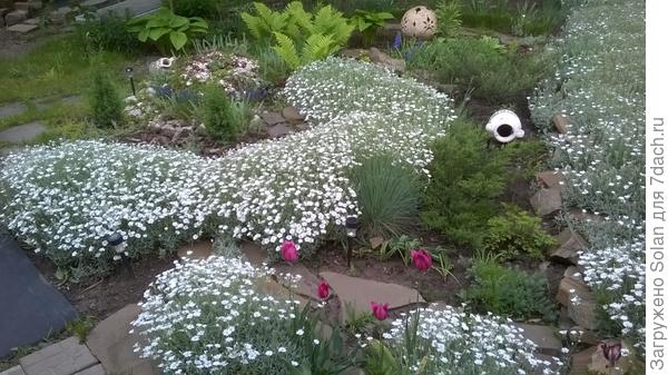 неудачное фото, но, тут видно разницу в росте с тюльпанами. Не самыми высокими, должна признать.