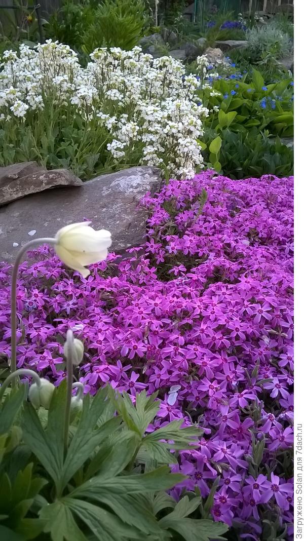 и он чудесно сочетается с арабисом!