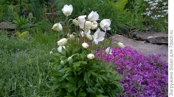 вот она поближе. Она?