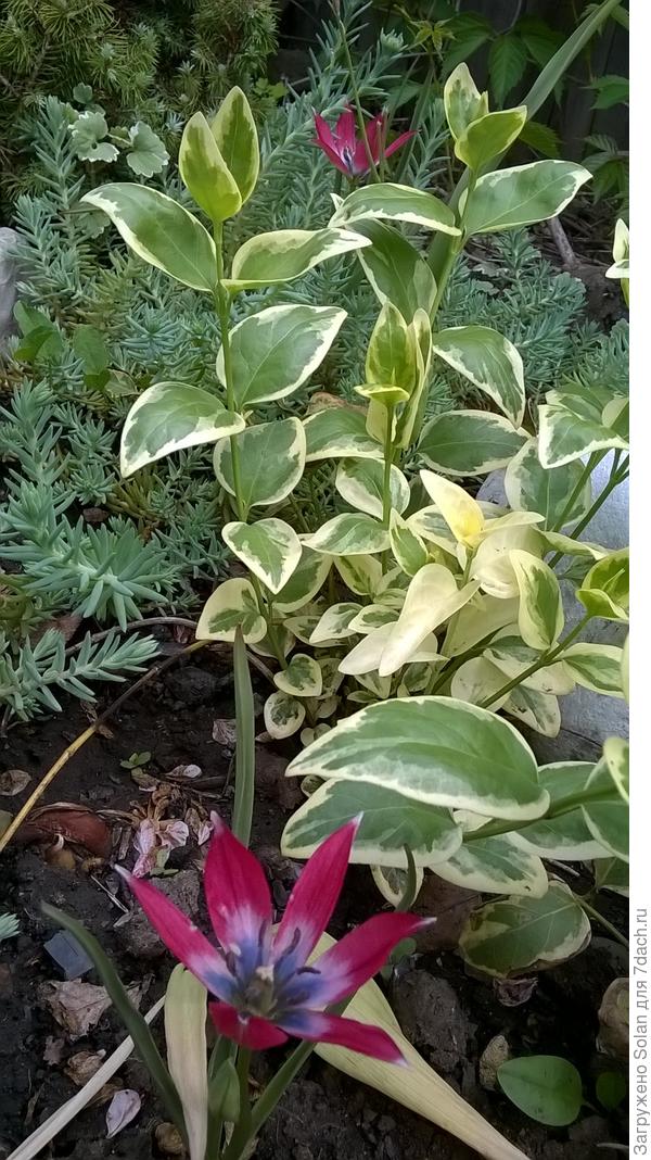 вот кто у меня растет оказывается!)))