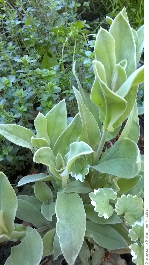 Лихнис цветет обильными малиновыми звездами!