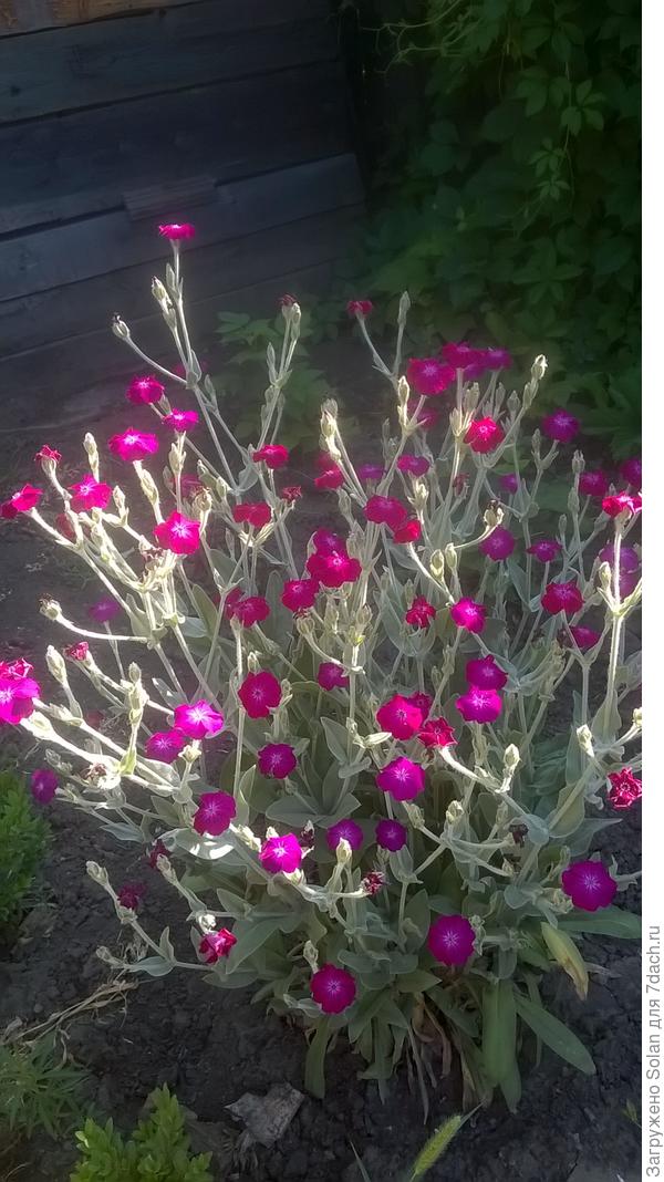 если их своевременно удалять - цветет до осени.