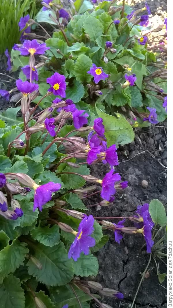 Вот, у меня-самые простецкие, но, я их очень люблю!