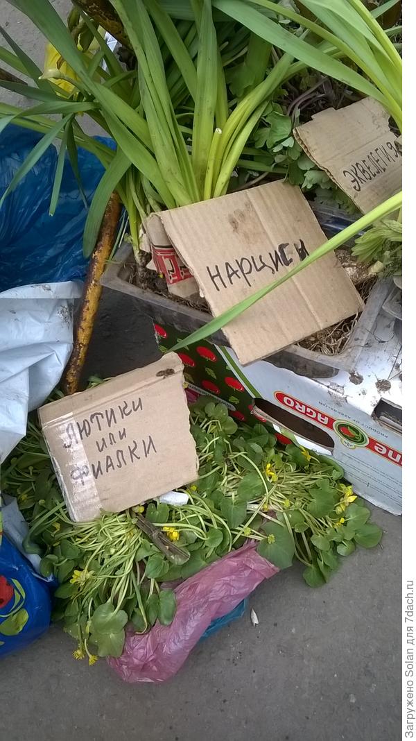 А теперь , главное - прочитайте наименование нижнего цветка))). Бабушка окончательно озадачилась, махнула рукой и решила , что у каждого должна быть свобода выбора!!!))))). А Вы  - кипарисовик...)))