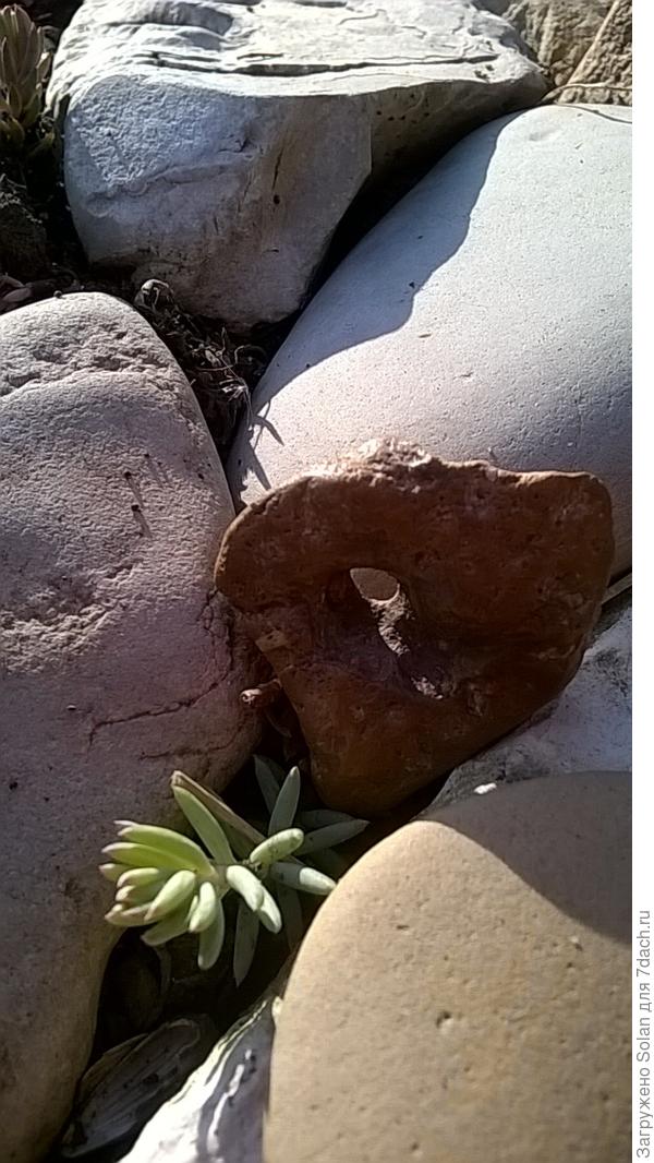 А этот красавец приехал из Башкирии от еще одной нашей участницы сайта. Все эти подарки помню и берегу!