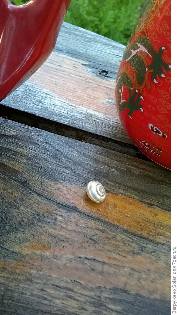 Видите? Ой-ёй!!! А сейчас вся выбралась и несется!!!))))