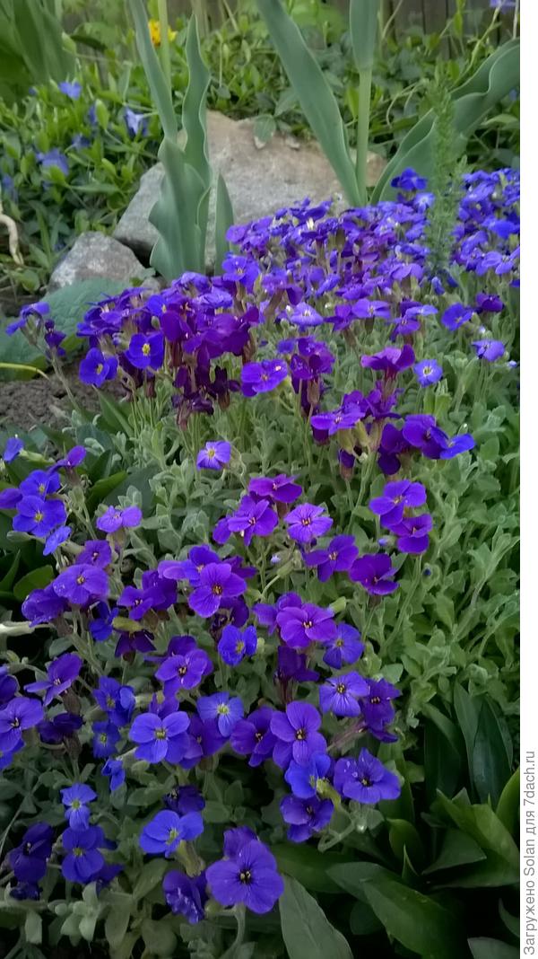 ты же обриетту любишь- вот, для тебя!)))