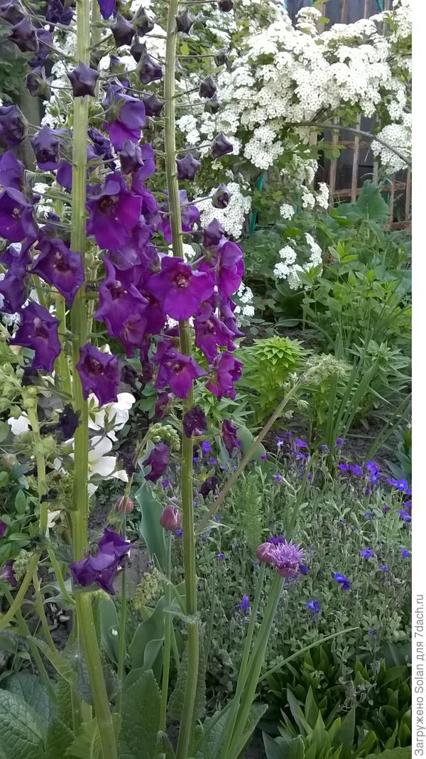 а эту свечку я из степи год назад притащила. Знать бы не знала, что это растение, семена которого ПРОДАЮТ))). Только я опять название забыла)), вебраскум что ли?..)