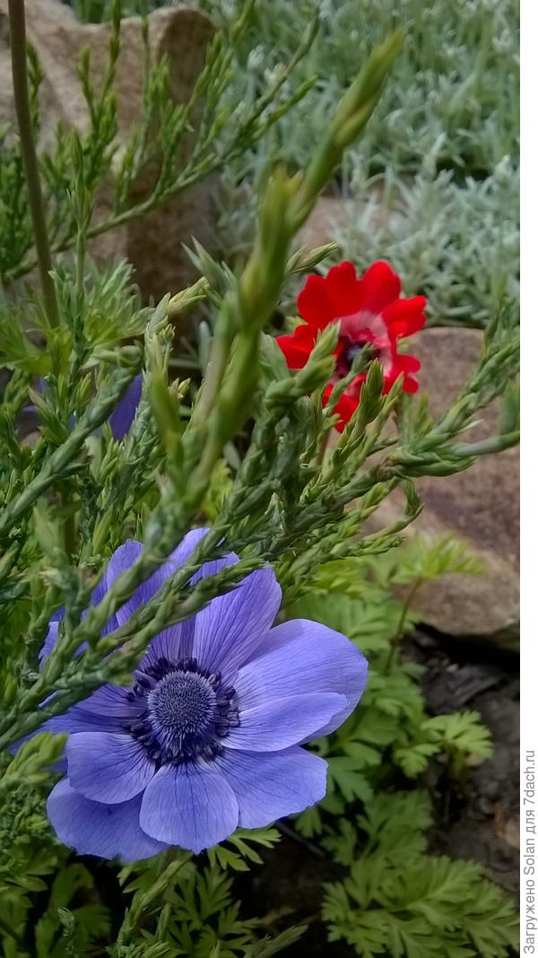 эта парочка выглядывает из-под можжевельника))), сегодня буду переселять.