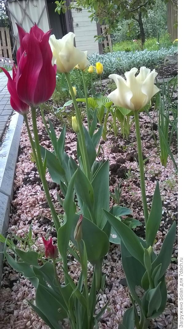 видишь снизу у них тоже тюльпаны ?