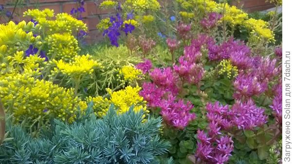 Желтым цветет - он. Ну, какое же он чудище?)))))