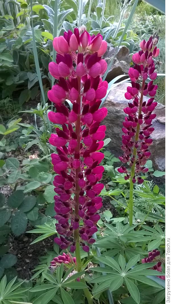 Катя, поскольку малины еще нет, дарю малиновый люпин! Чтобы жизнь была, сплошной малиной!)))