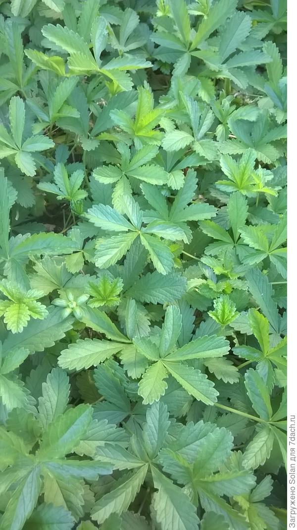 Понятия не имею, что это, но, спасенья нет! Потом зацветет невзрачными очень мелкими малочисленными желтыми цветочками. Марина Герасименко предположила, что это - лапчатка. Ее остановить почти невозможно((