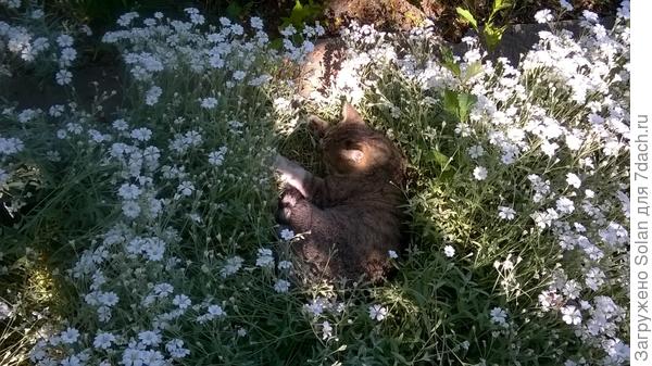 ну, не вредитель???? А так - тля, муравьи да вишневая поросль.