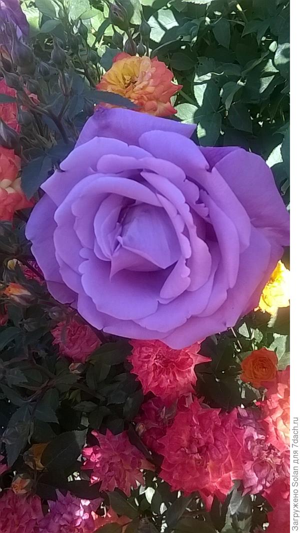 одной моей подруге нравится сиреневая роза. Для меня она, скорее-странность. Вам как?