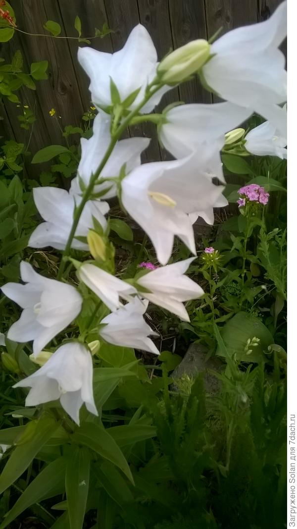 Коля, желаю звенеть на радость себе и окружению еще много-много лет! Счастья, оптимизма, не унывать и получать удовольствие каждый день даже от мелочей!