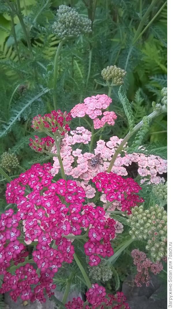 только он у тебя на следующий год зацветет. Он, как и обычный степной, в первый год пушистую подушку листьев наращивает.