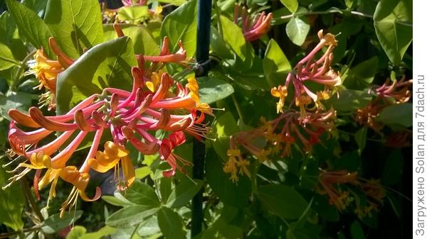 сейчас жимолость просто волной накрыла арку!