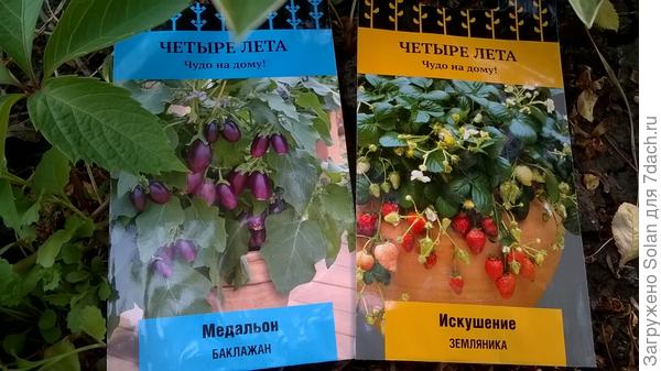баклажаны и земляника