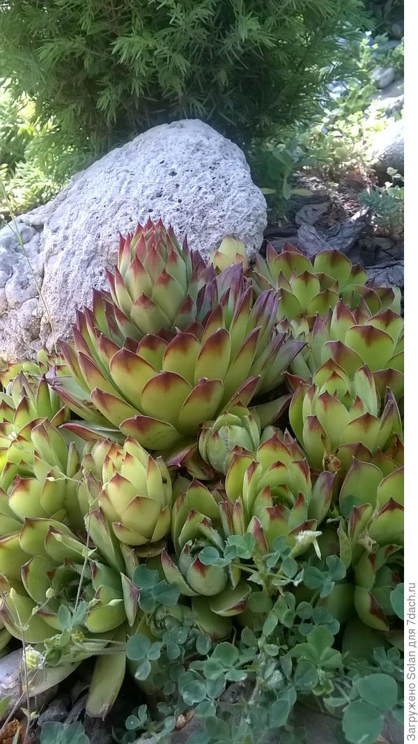 цвести собирается)))))