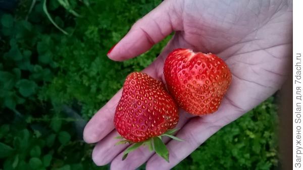 чтобы не скучно зелень жевать было! Мой размерчик)))))