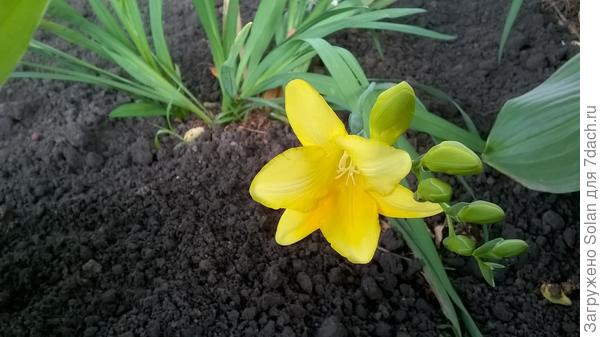 Первая из "белых" расцвела))). Жду, какими остальные "белые" будут))))