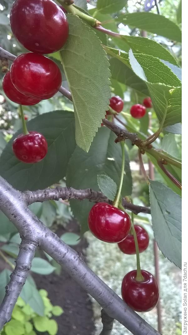 зато - поспели настоящие вишни)))