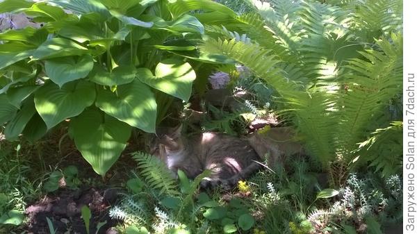 +42. Вытащили кота из-под хосты и заползли в дом. Работы продолжим вечером Тяжко на солнце....