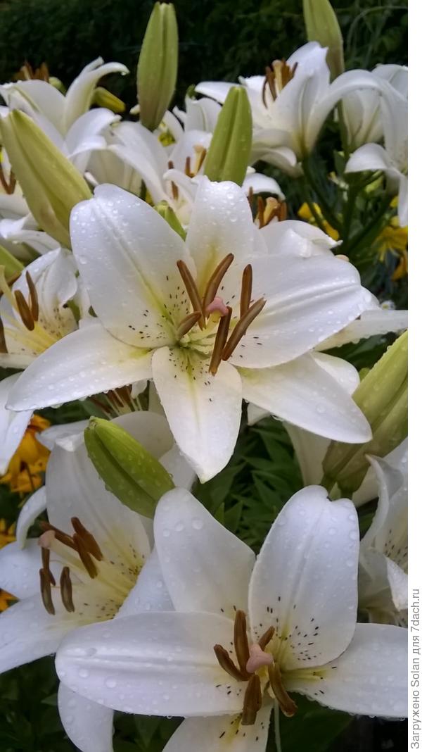 эти - не пахнут))))