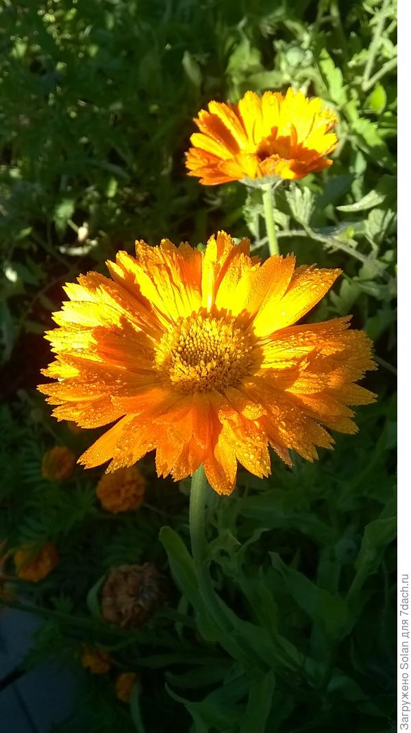 вот тебе солнышко на ножке в подарок))))