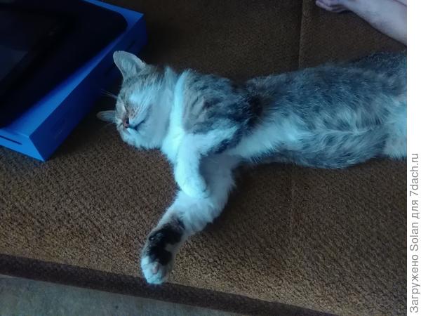 Мы забились в дом под сплит, заташили и кота. А то он маленький, жаркий, тощий)))) Настоящий летний кот))).