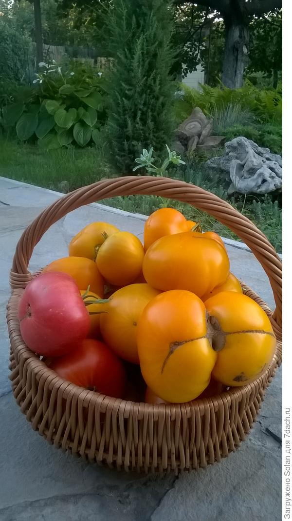 вчерашний улов))))))