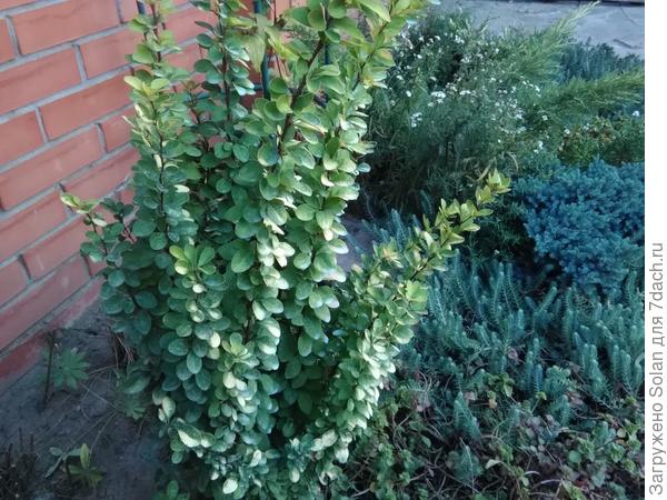 Они потом такими будут. Этот мне Наташа год назад подарила. Я его обожаю!!!!!