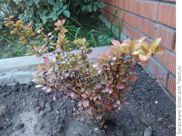 Все сейчас странновато выглядит, потому что я вчера обрабатывала розы от грибка, ну и остальным досталось. Теперь все стоят дружно-одинаковые голубоватого цвета)))