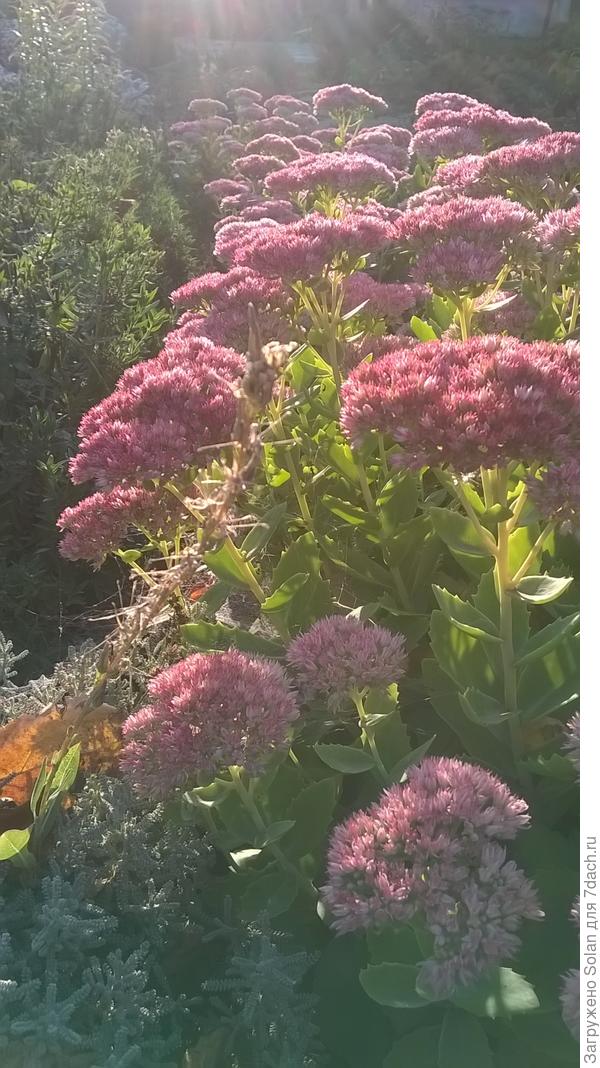 вот Вам в благодарность и кусочек нашей осени!