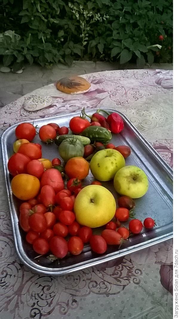 Яна, я вчера тоже после работы прогулялась по опустевшим грядкам. Накидала в подол домашнего платья все, что нашла))