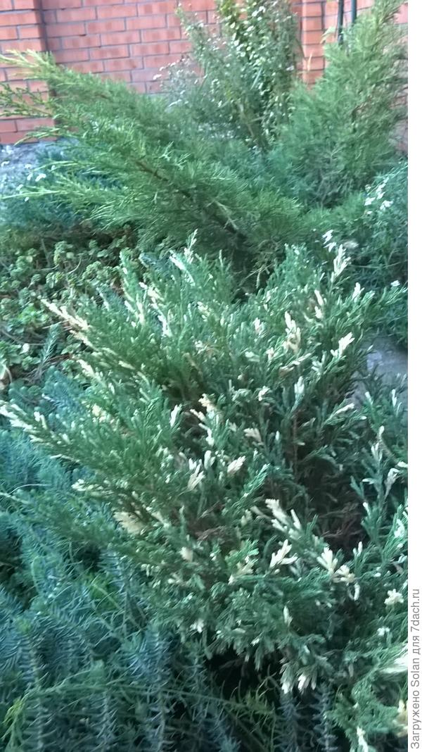 И его напарник по клумбе)))))