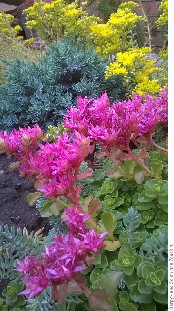 видишь? голубой, игольчатый? Очень красивый!!!