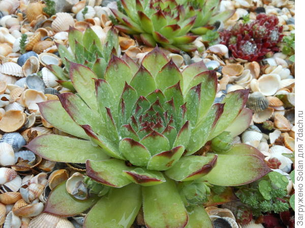 Звезду с неба сегодня снять не успела,пятница, знаете ли)))), так что, примите вполне себе приЗЕМЛЕННУЮ)))