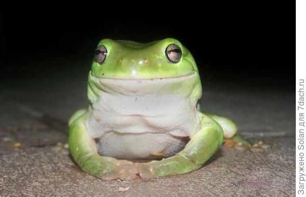 скорее- эта))))