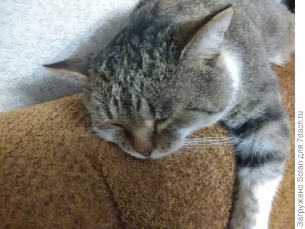 Не)), нету))). Подкралась на цыпочках, моего вредину фиг сфотографируешь! Основной ракус-толстая, наглая попа