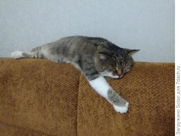 Под Степой сын делает лабораторную))