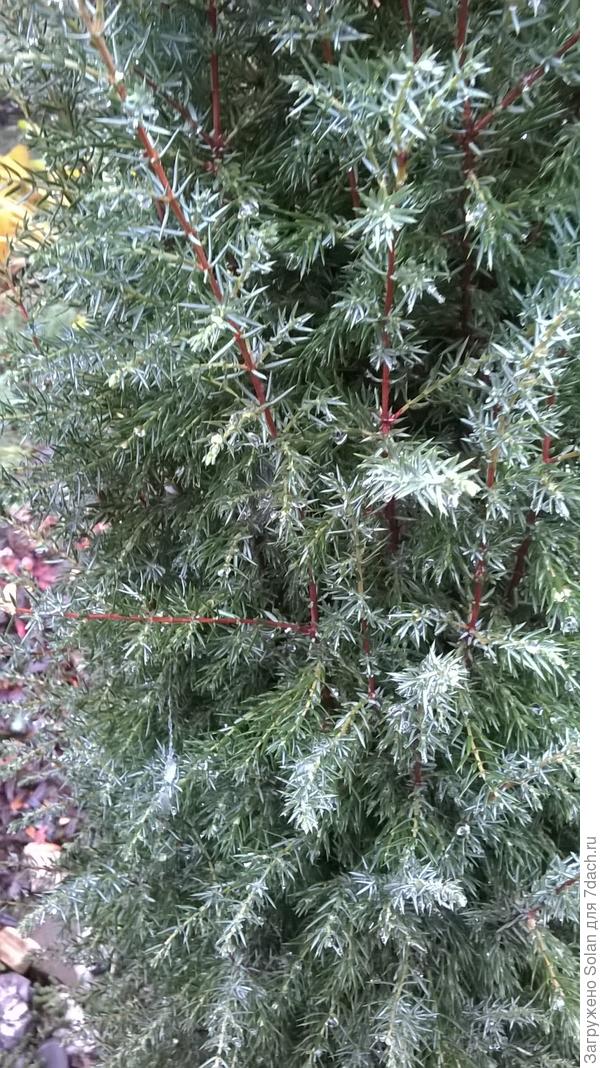 Люблю я их))). Но, меня пугает, что их рост может ...эм...войти в диссонанс и с размерами внутреннего дворика, и с местом, для них выделенным))).