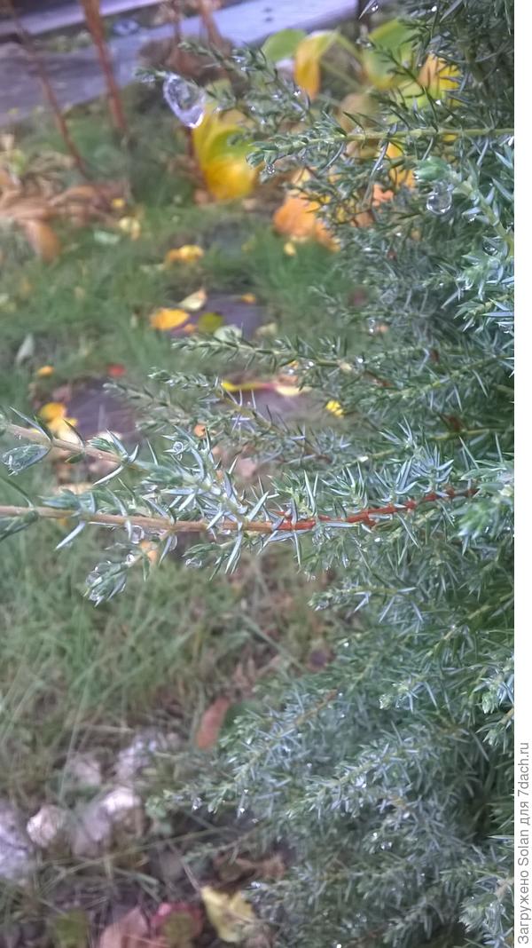 хвоинки не особо колючие. Сизо-голубоватого цвета. Веточки - кирпично-коричневые. В течении сезона цвет хвои,практически,  не меняется.