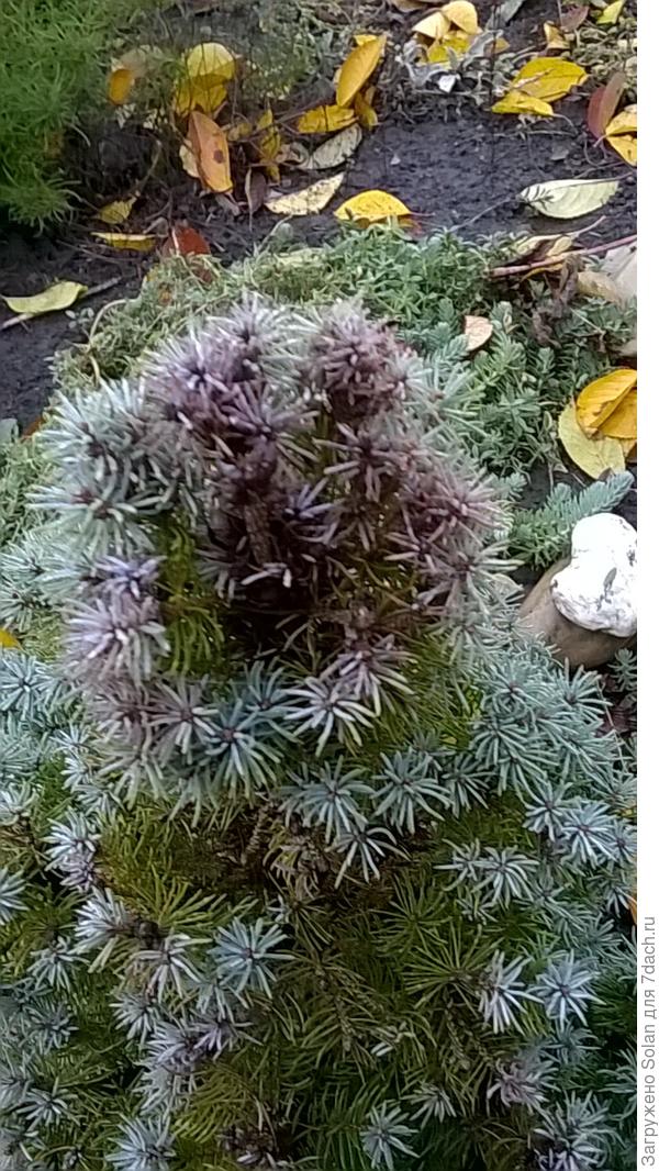 Такое было ибы снизу. Я обрезала. Кажется-тизо пока. Появилось недавно,буквально за день-два.